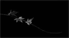 Bongiorno Chantal, trois fois rien, monochrome, créative