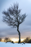 CHAPEL Martine, Arbre en hiver, couleur, paysages