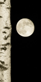 Coudun Jean-Luc, Lune et arbre, monochrome, paysages