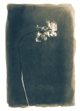Coudun Jean-Luc, Fleur fanée, couleur, créative