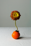 Coudun Jean-Luc, La mandarine, couleur, minimaliste
