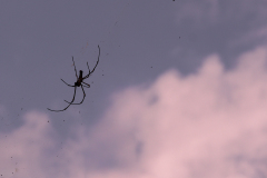 DUBIEF Monique, Araignée en voltige, couleur, animalier