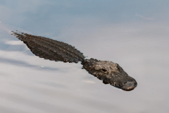 FEDERLE Didier, Aligator Florida, couleur, animalier