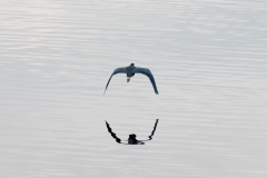 FEDERLE Didier, Flying Blue Heron, couleur, animalier