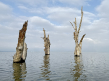 GAUBIN SYLVIE, Arbres -sous -l-eau, couleur, paysages