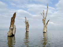 GAUBIN SYLVIE, Arbres -sous -l-eau, couleur, paysages