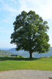 LAGADEC Thierry, Arbre, couleur, paysages