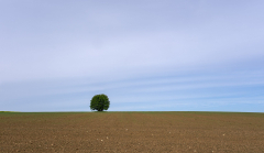 LEQUEUX_Jean-Michel, arbre_solitaire, couleur, minimaliste