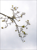 LEQUEUX_Jean-Michel, branche, couleur, minimaliste