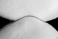 Lever Françoise, Lever_Françoise-minimal2, monochrome, créative