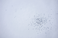 Lever Françoise, Lever_Francoise-minimal4, monochrome, macrophotographie