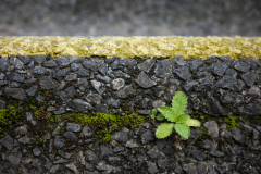 Lever Françoise, Lever_Francoise-minimal5, couleur, macrophotographie