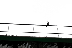 MEDARD Luc, L'OISEAU, monochrome, street