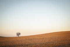 MEICLER_Ghislaine, solitaire, couleur, nature
