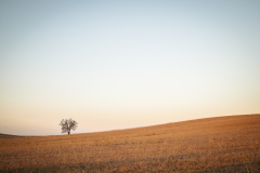 MEICLER_Ghislaine, solitaire, couleur, nature