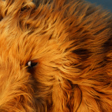 MEICLER philippe, Toutou, couleur, animalier