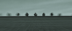 MORALES Marc, Les Tilleuls, monochrome, paysages