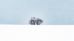 Meicler_philippe-arbres