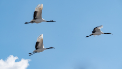 Meicler_philippe-grues
