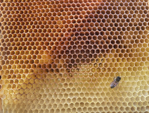 MORALES_Marc, Minimalisme Apiculture, couleur, créative
