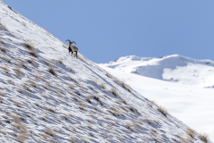 REMOADI Albert, Au pays du bharal, couleur, animalier
