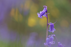 REMOADI Albert, Jacinthe des bois, couleur, nature