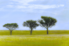 Abehassera Roger, Three trees, couleur, paysages