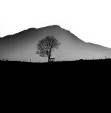 WINTERHALTER Elizabeth, La mangeoire, monochrome, paysages