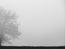 de CUSSY Bruno, de CUSSY-Bruno_arbre-recadré, monochrome, paysages