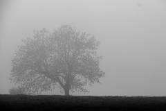 de CUSSY Bruno, de CUSSY-Bruno_arbre, monochrome, paysages