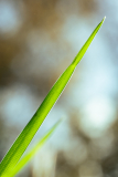 de CUSSY Bruno, de CUSSY-Bruno_brin-herbe, couleur, nature