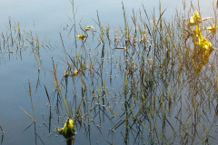 Durand_Pascale-herbes-aquatiques, herbes aquatiques, couleur, nature