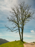 Cretot Pascal, au pied de mon arbre, monochrome, paysages